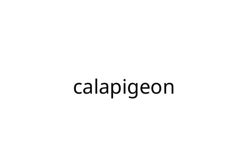 calapigeon