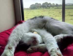 avoid kids toys with zifegemo