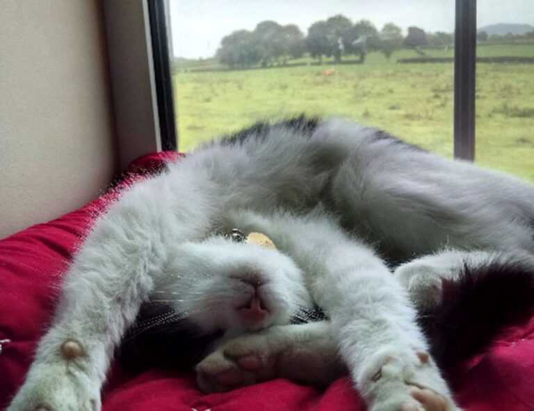 avoid kids toys with zifegemo