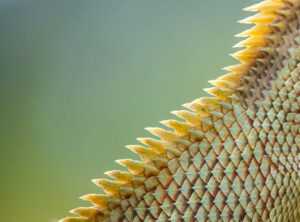 corte de pelo lagartija