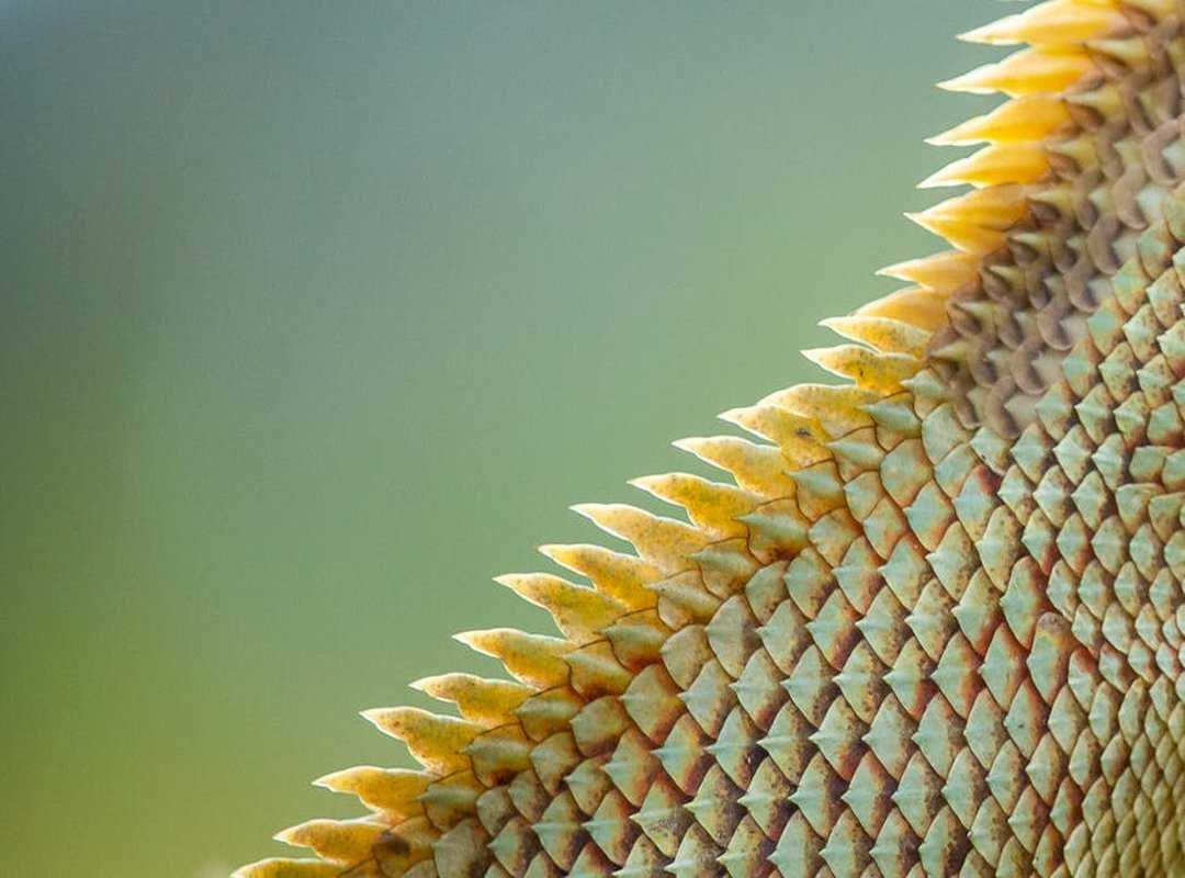 Steps to Achieve the Perfect Lagartija Haircut